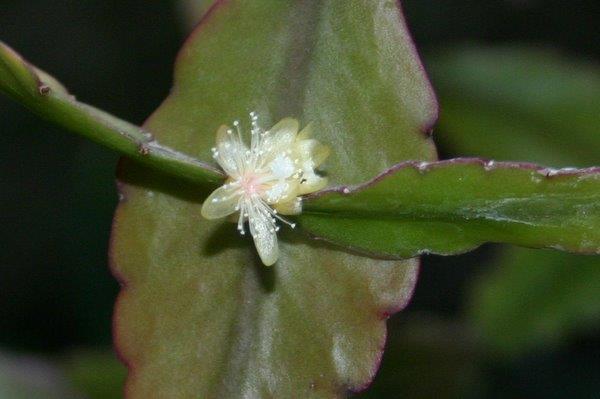 http://www.cloudjungle.com/cloudjungle/cactaceae/rhipsalis/Rhipsalis aff elliptica flower.jpg